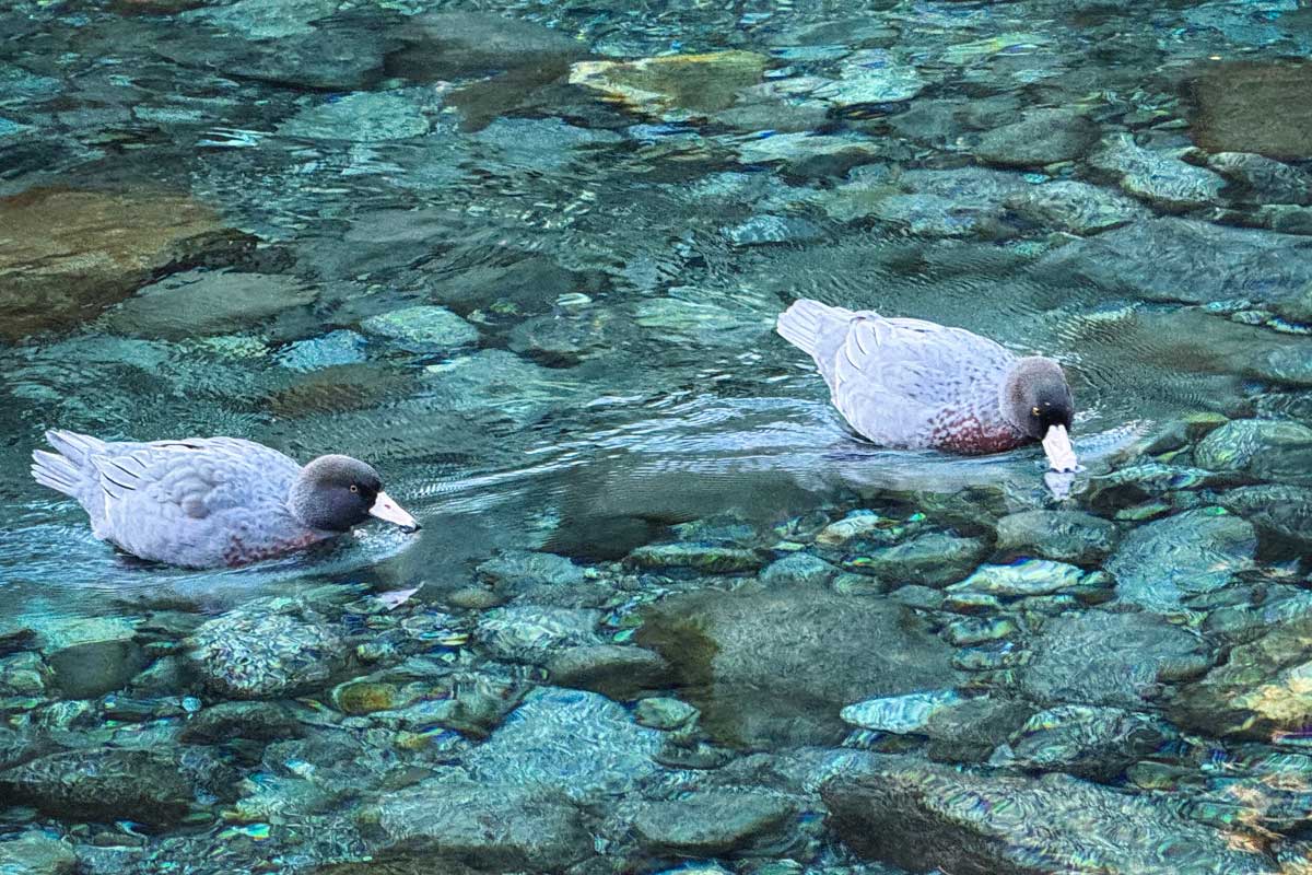 Whio (blue duck) pair in the Kaipo River