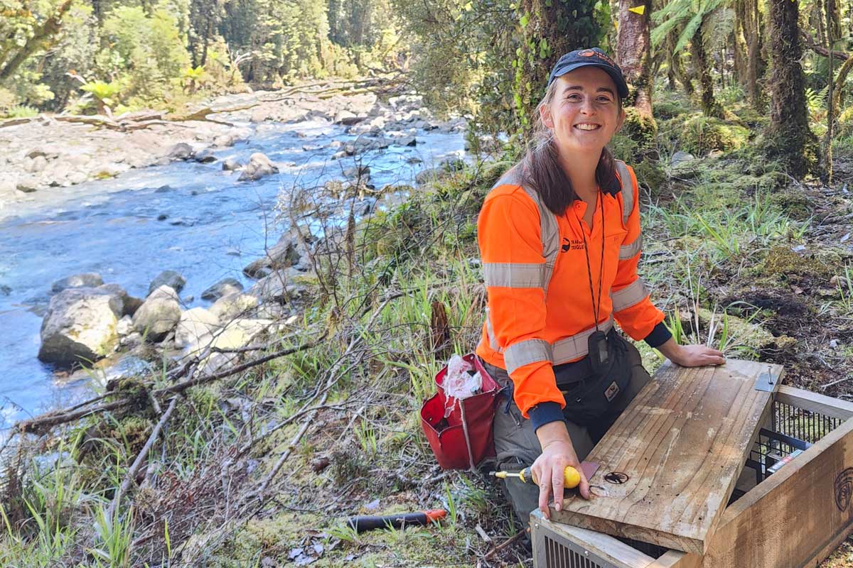 Trap box being set by the Kaipo River by Trap and Trigger team